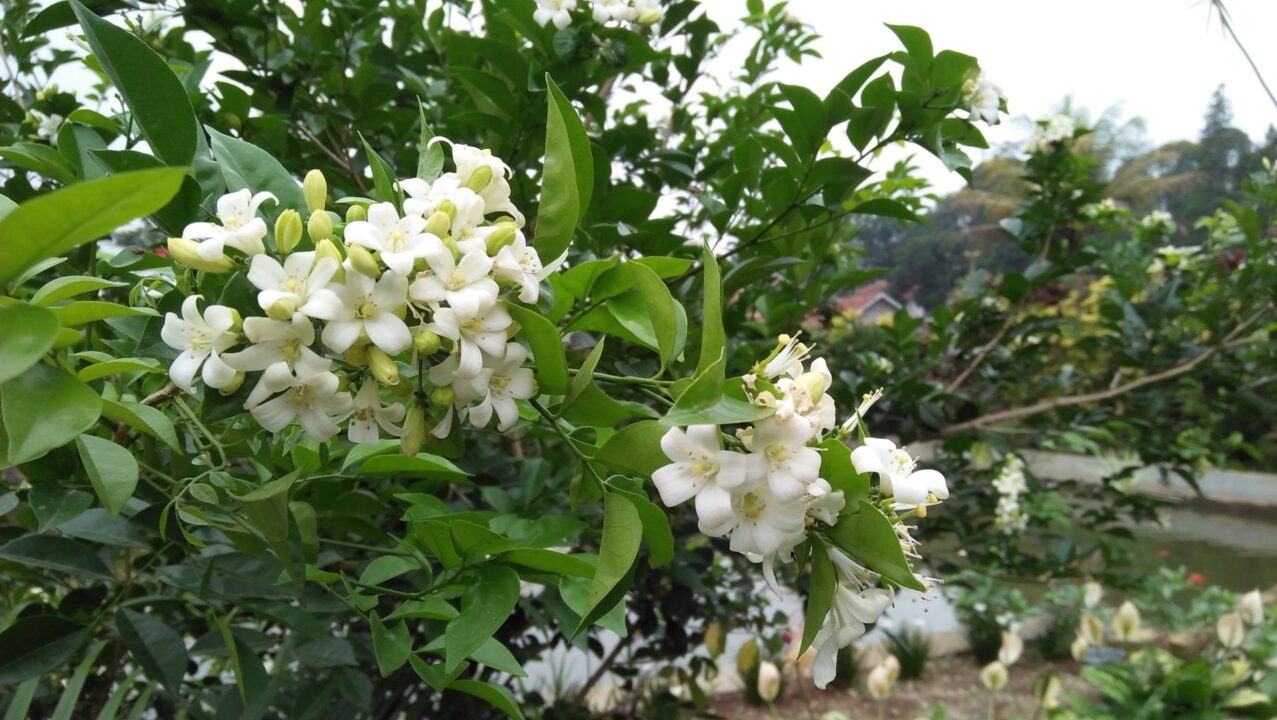 Dicas para cultivar sua gardênia e aproveitar seu perfume
