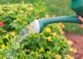 Como a jardinagem ajuda na sua saúde mental