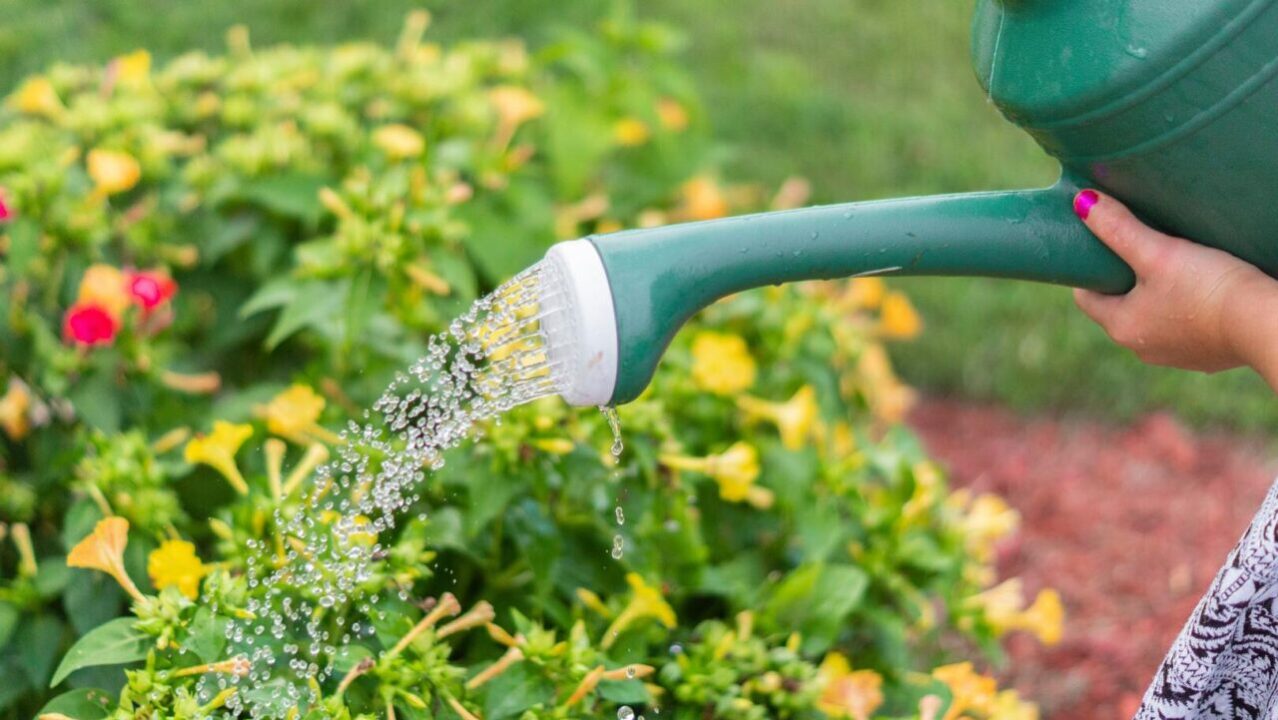 Como a jardinagem ajuda na sua saúde mental