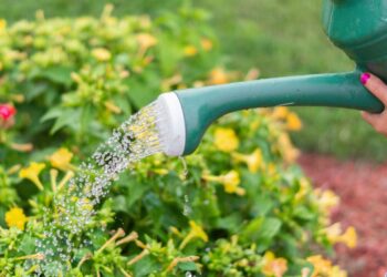 Como a jardinagem ajuda na sua saúde mental