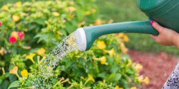 Veja como saber se sua planta precisa ou não de mais água