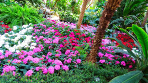 Técnicas simples para intensificar perfumes naturais no jardim