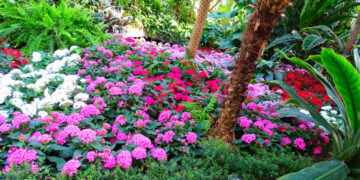 Dicas para ter um jardim de flores colorido e saudável