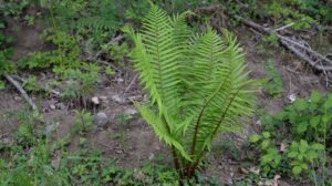 Como pequenas hortas ajudam no foco e na ansiedade