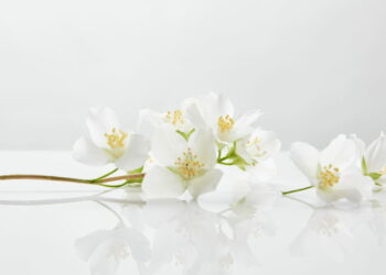 Jasmim - Créditos: depositphotos.com / AntonMatyukha