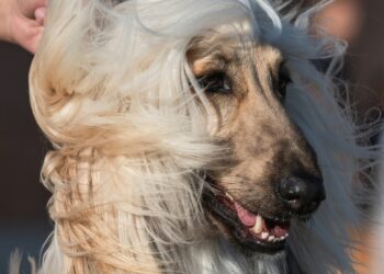 Galgo afegão