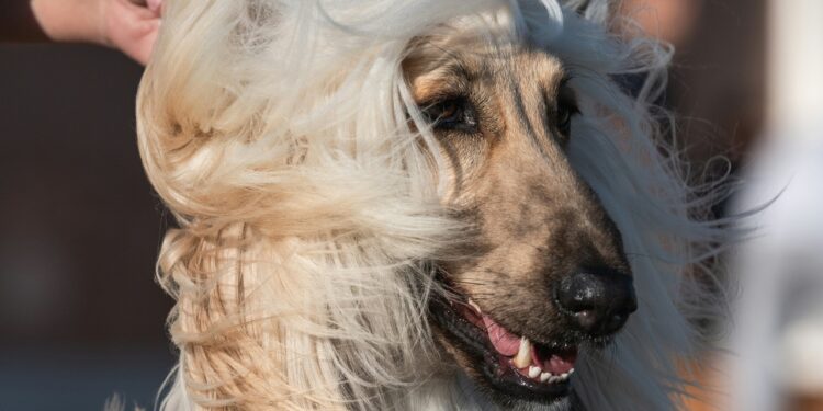 Galgo afegão