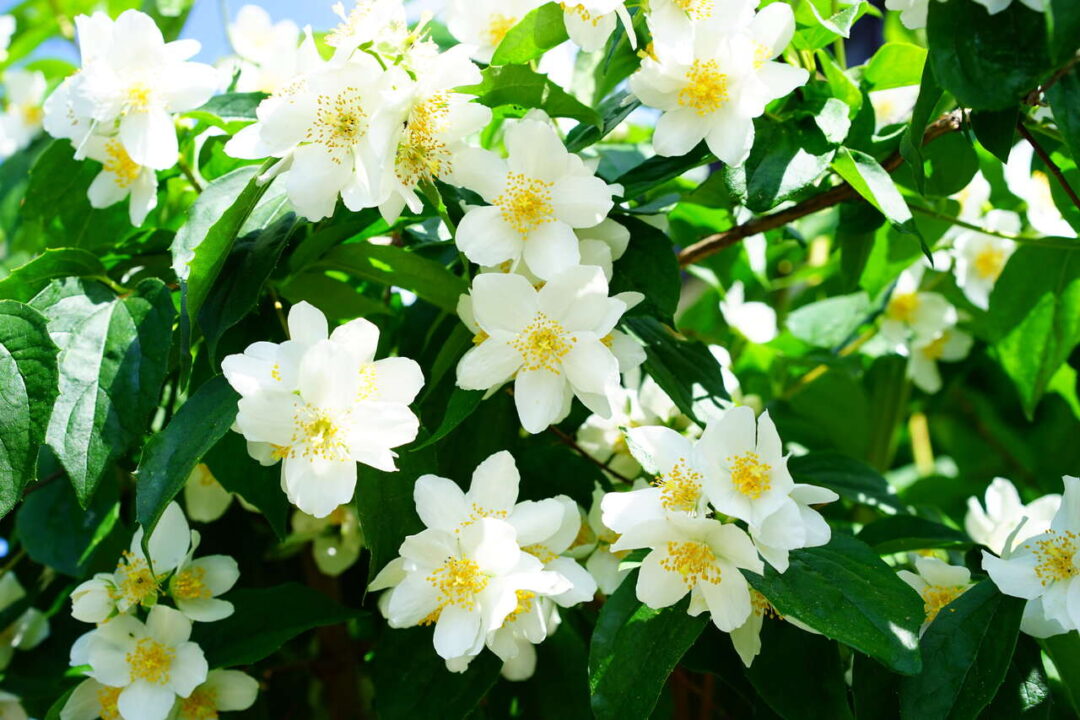 Plantas noturnas que liberam fragrâncias relaxantes