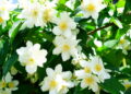 Como cultivar jasmim para perfumar o ambiente