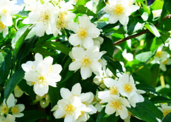 Como cultivar jasmim para perfumar o ambiente