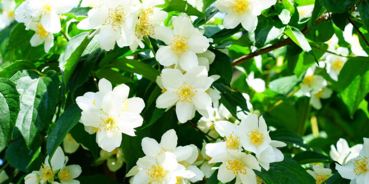 Como cultivar jasmim para perfumar o ambiente