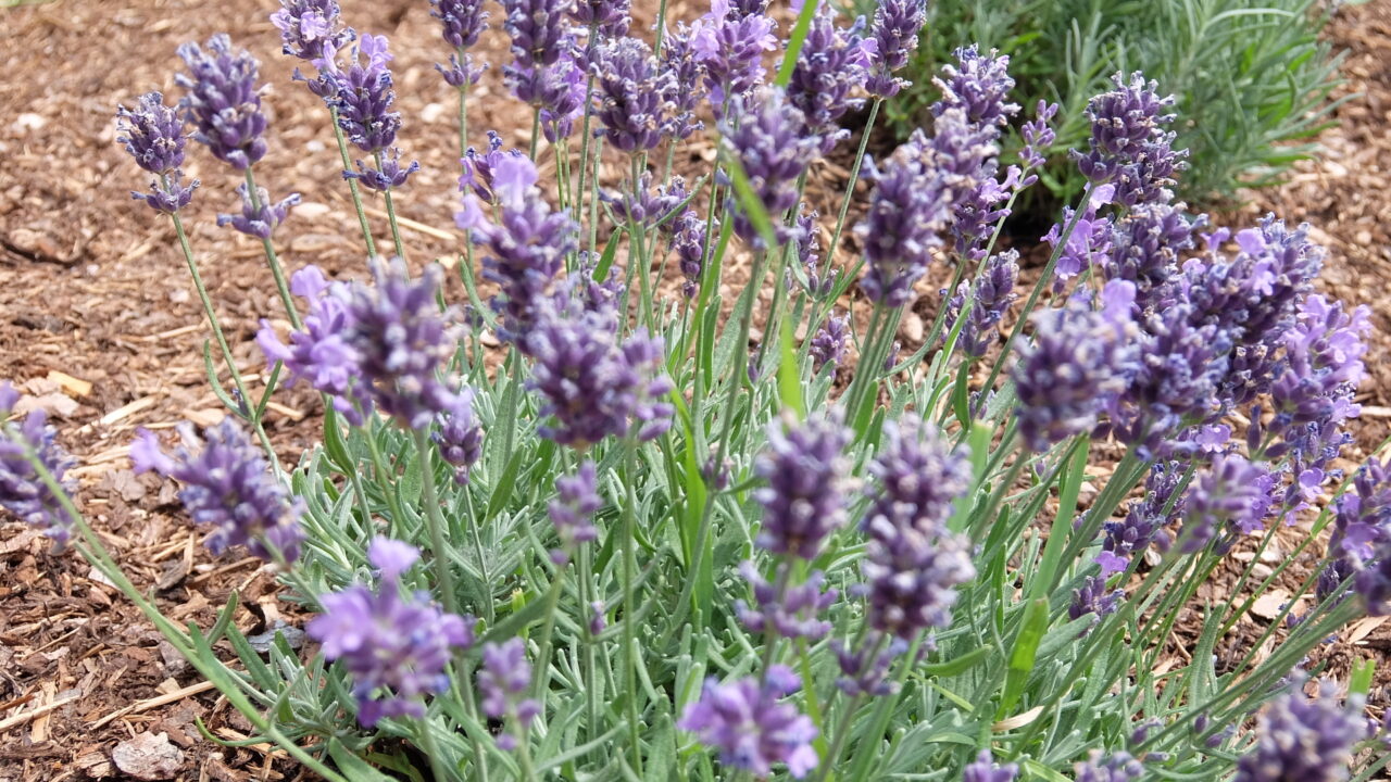 O motivo da lavanda ser tão usada em perfumes relaxantes