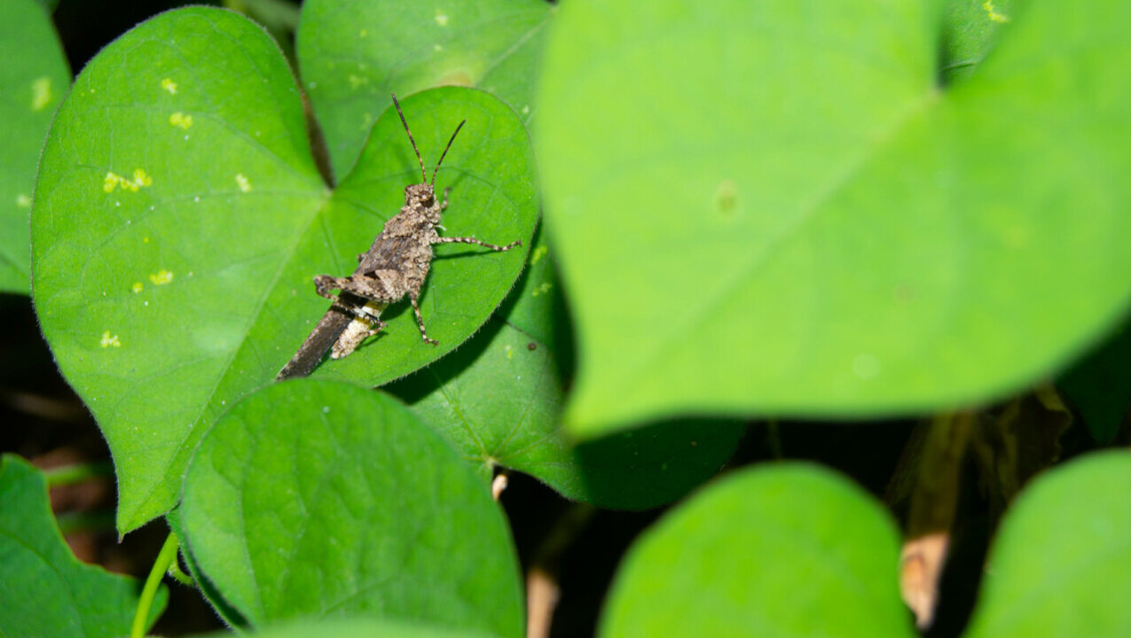 Como evitar insetos sem o uso de produtos químicos