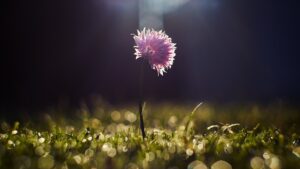 O artista que lançou sua própria linha de plantas ornamentais