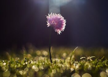 Plantas noturnas que liberam fragrâncias relaxantes
