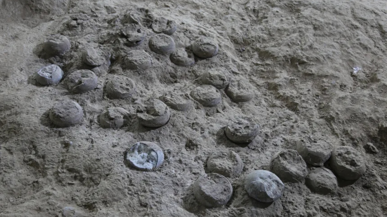 Ovos de dinossauro