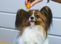 Papillon
