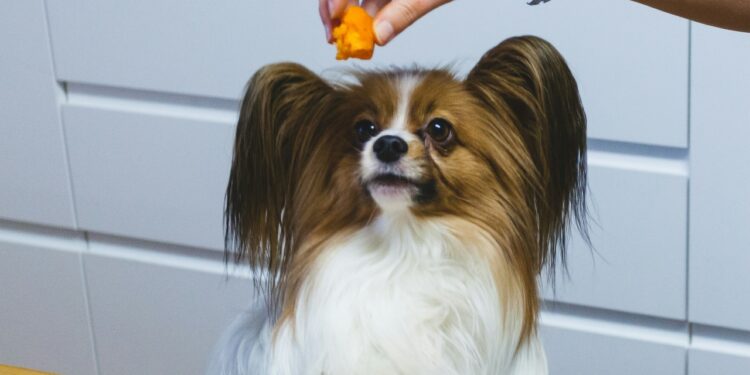 Papillon