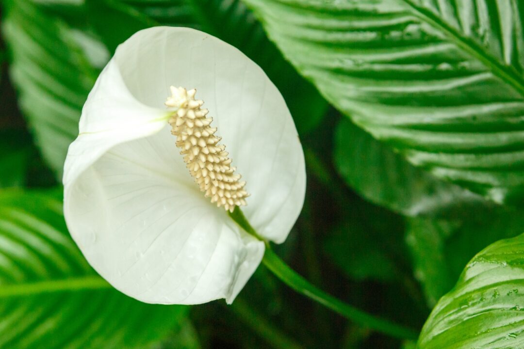 As plantas que inspiraram perfumes clássicos da perfumaria