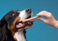 Petiscos para pets são saudáveis? Foto: FreePik