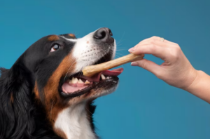 Petiscos para pets são saudáveis? Foto: FreePik