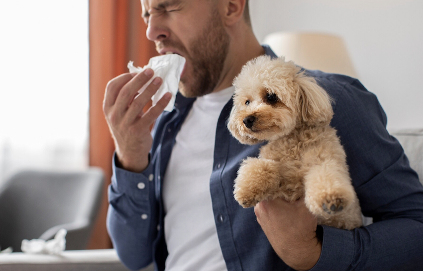 Pets e rinite - o que fazer? Foto: FreePik