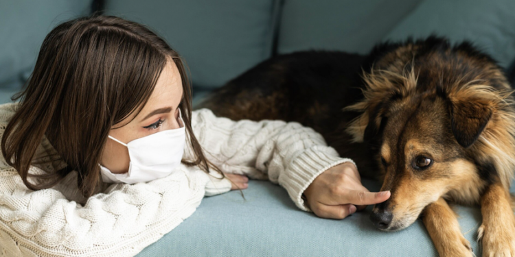 Pets e rinite - o que fazer? Foto: FreePik