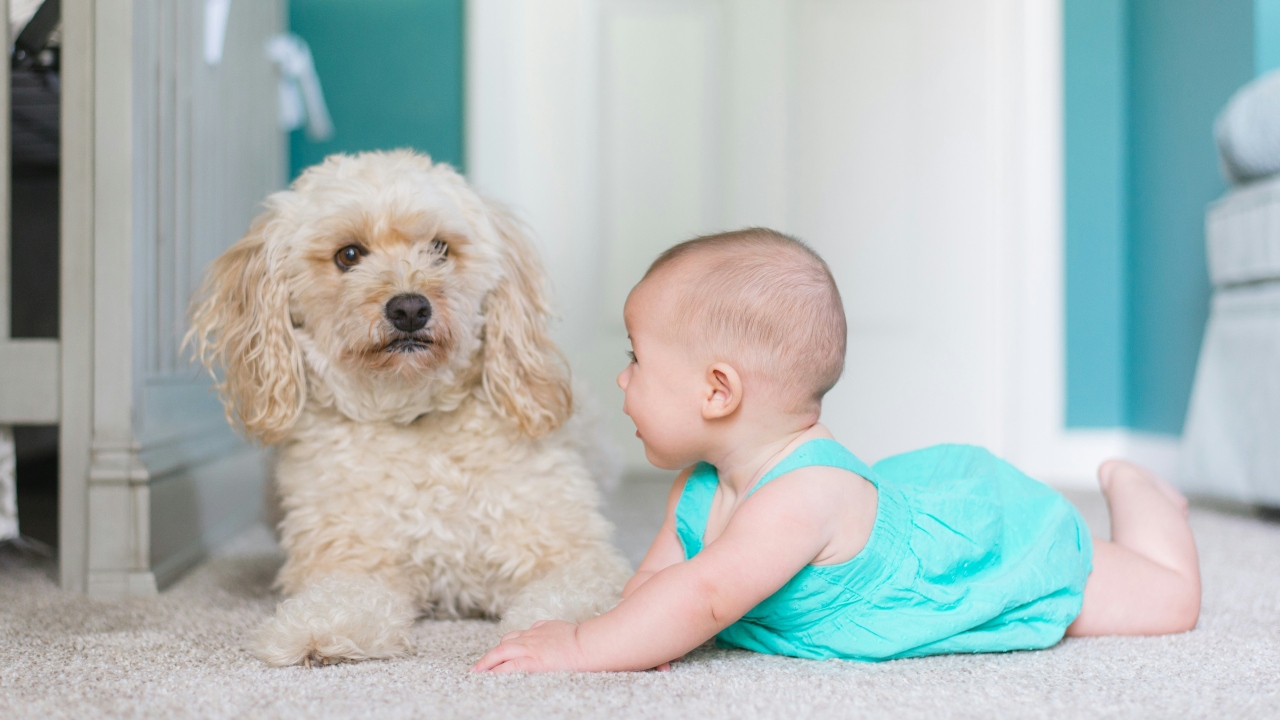 pets e bebês