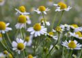 O impacto da camomila em aromas de perfumes suaves