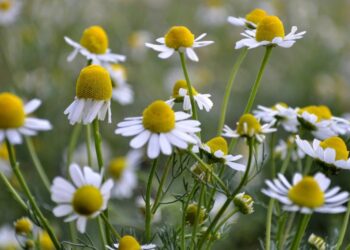 O impacto da camomila em aromas de perfumes suaves