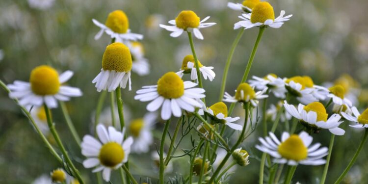 O impacto da camomila em aromas de perfumes suaves