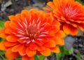 Como a flor de laranjeira domina o cenário dos perfumes