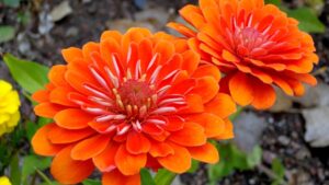Flores que transmitem paz e equilíbrio