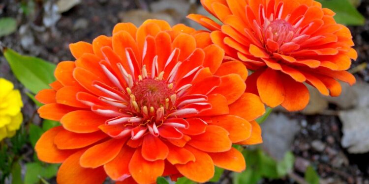 Como a flor de laranjeira domina o cenário dos perfumes