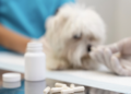 Remédios para humanos podem ser dados para pets? Foto: FreePik