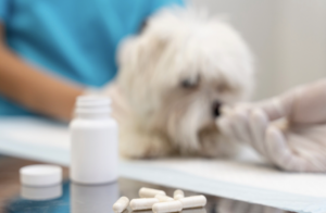 Remédios para humanos podem ser dados para pets? Foto: FreePik