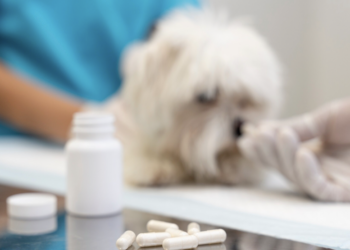 Remédios para humanos podem ser dados para pets? Foto: FreePik