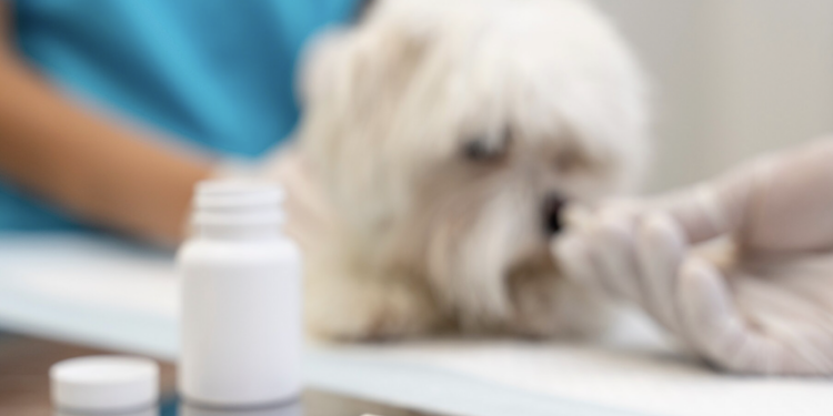 Remédios para humanos podem ser dados para pets? Foto: FreePik
