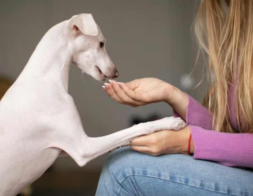 Remédios para humanos podem ser dados para pets? Foto: FreePik