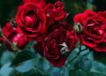 Rosas perfumadas para cultivar - Créditos: depositphotos.com / KateNovikova