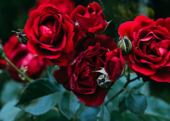 Rosas perfumadas para cultivar - Créditos: depositphotos.com / KateNovikova