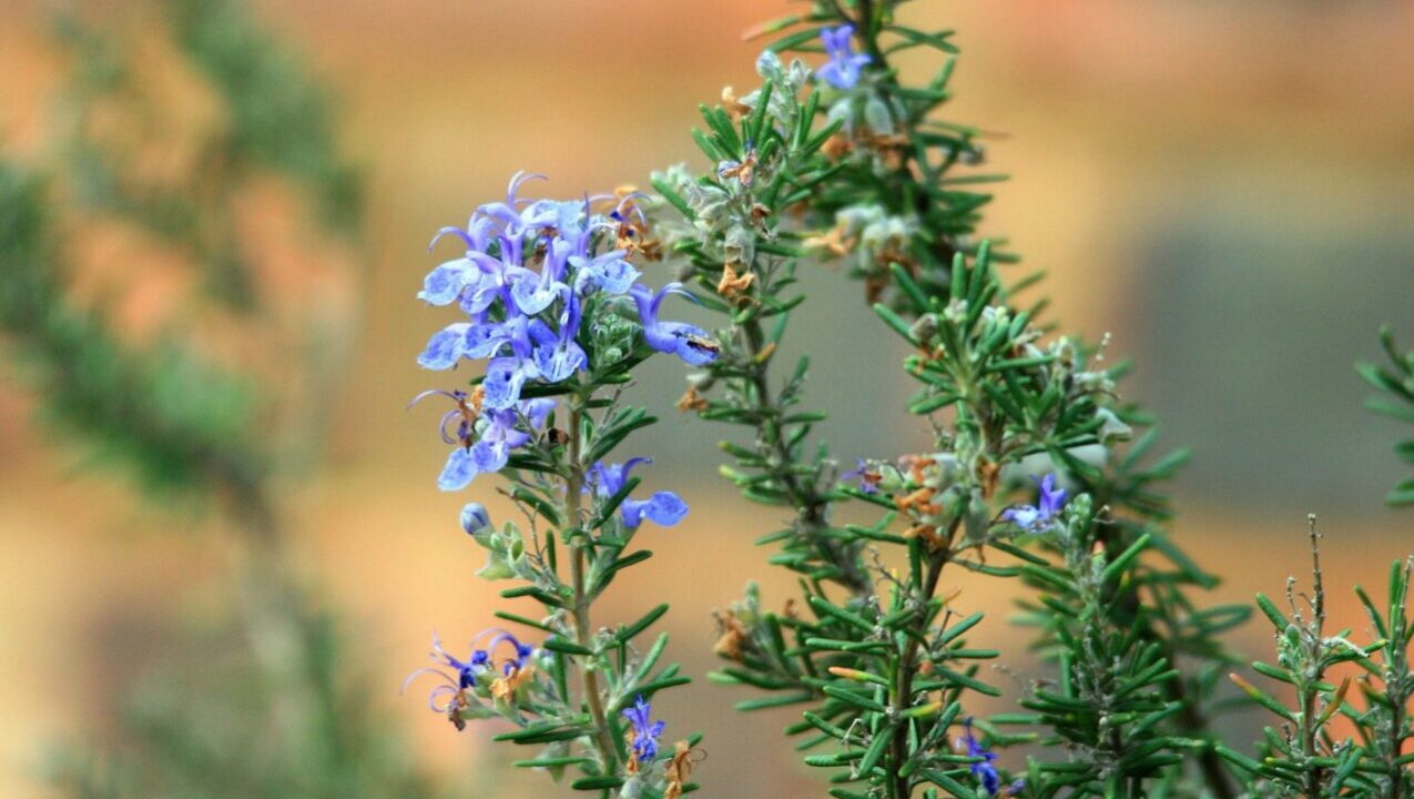 As plantas com os melhores aromas para ter dentro de casa