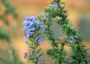 As plantas com os melhores aromas para ter dentro de casa