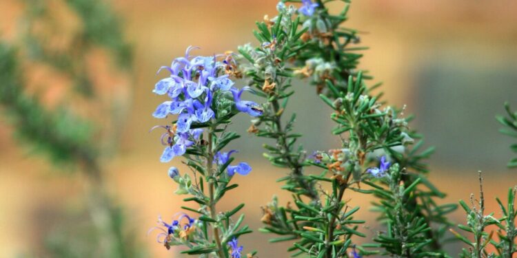 As plantas com os melhores aromas para ter dentro de casa