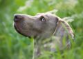 Weimaraner