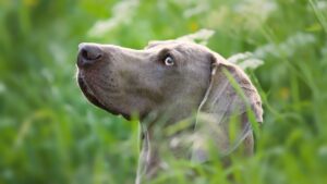Weimaraner