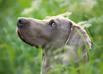 Weimaraner