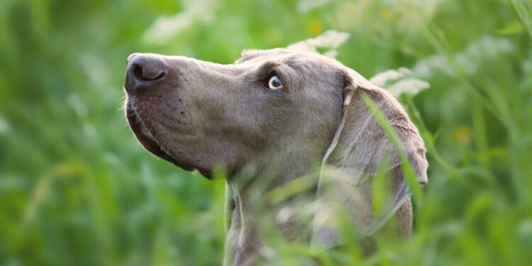 Weimaraner