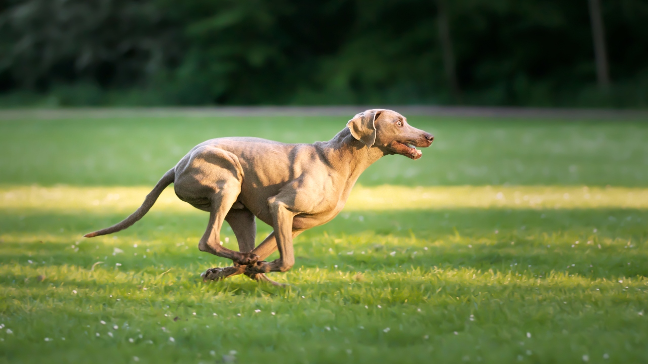 Weimaraner