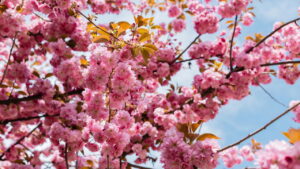 As flores raras com os melhores aromas do mundo